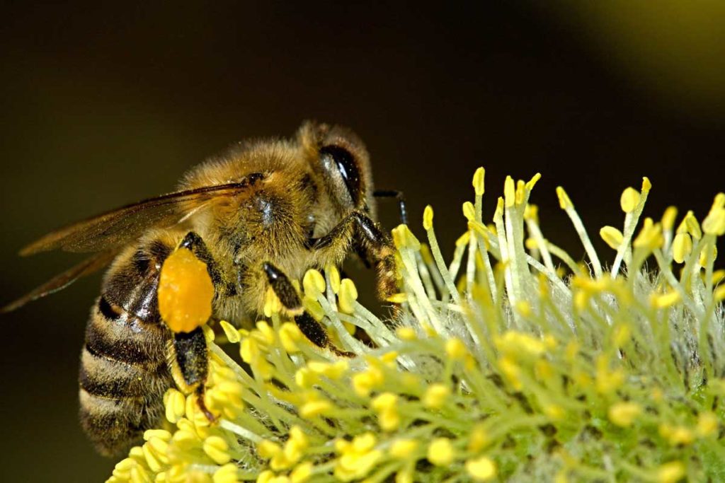 Abeille qui récolte le pollen